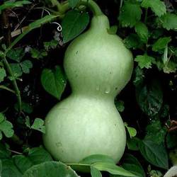 Bottle gourd