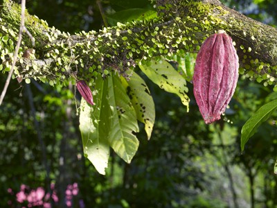 Cacao