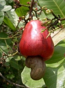 Cashew Fruit